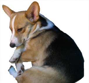 ���̂������ۂ܂��Ă܂��B